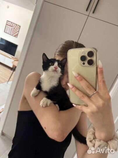 Котёнок в добрые руки