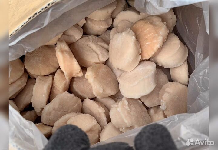 Гребешок Сахалин