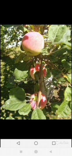 Дача 25 м² на участке 8 сот.