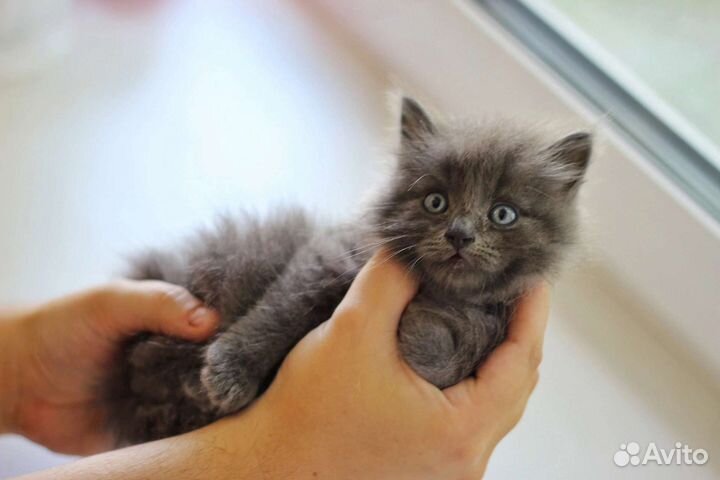 Котенок мальчик в добрые руки. 2 мес. сеня)