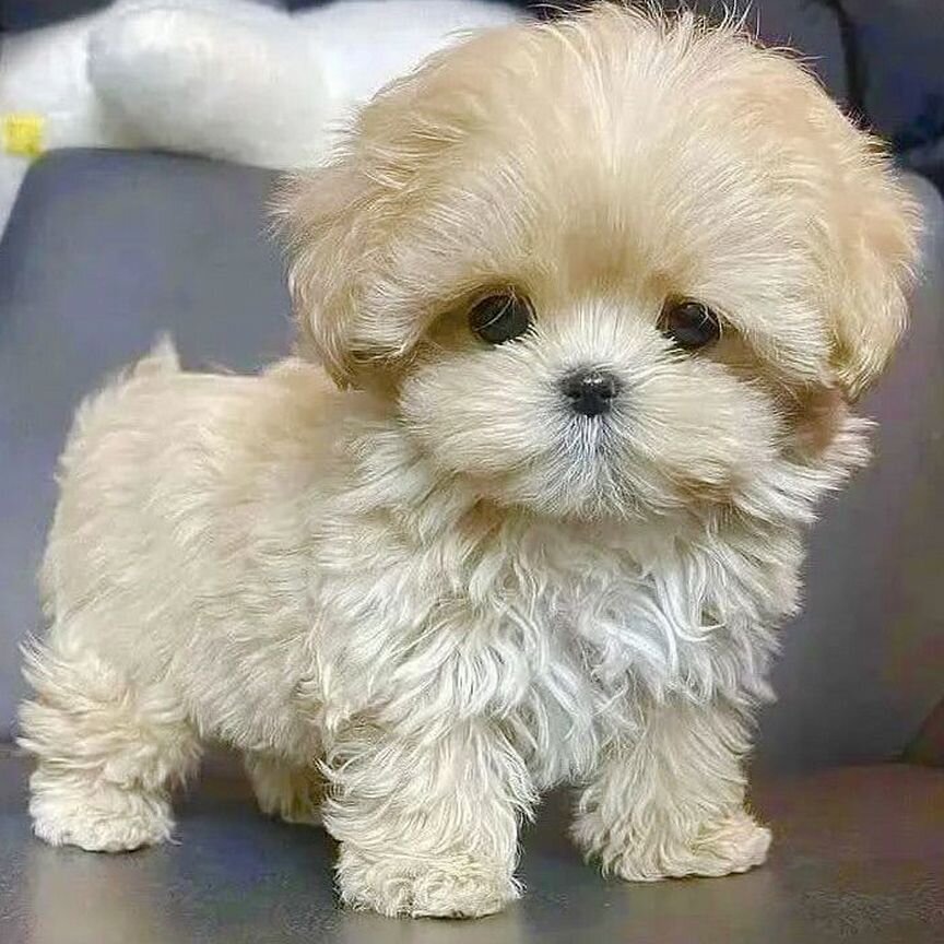 Щенки мальтипу f1 мини. Корея. Girl. Maltipoo