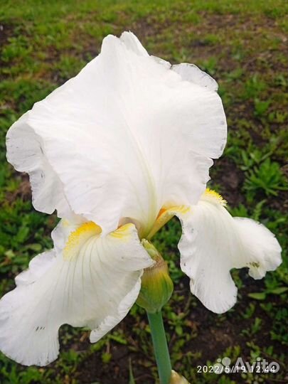 Ирисы, кусты