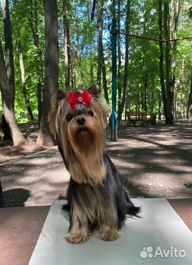 Йоркширский терьер