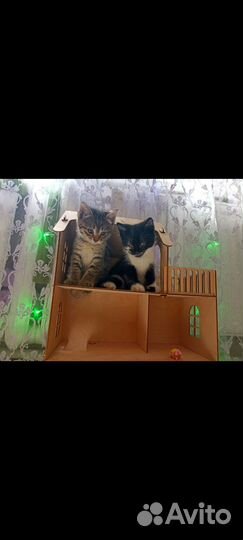 Отдам бесплатно