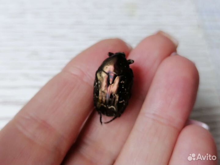 Жук бронзовик сушёный