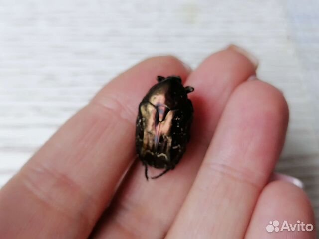 Жук бронзовик сушёный