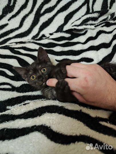 Котята отдам бесплатно