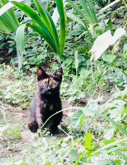 Не бойтесь брать с улицы, они благодарные
