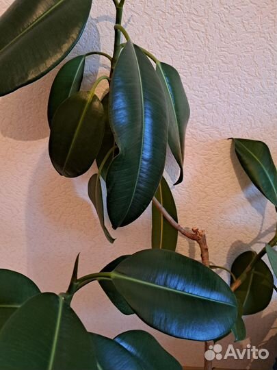 Фикус очень большой