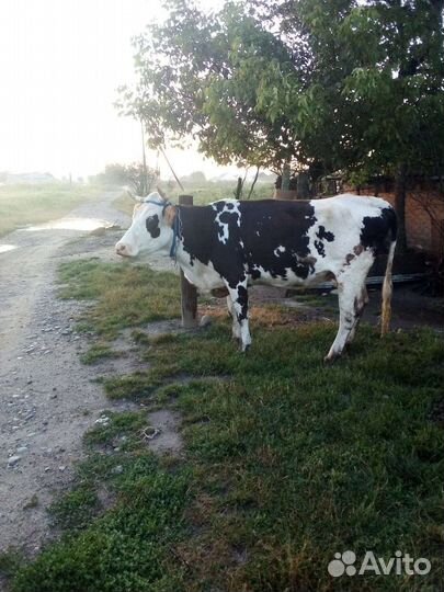 Продаëтся корова