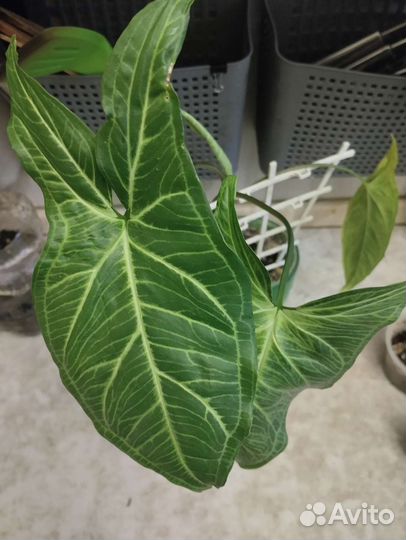 Комнатные цветы