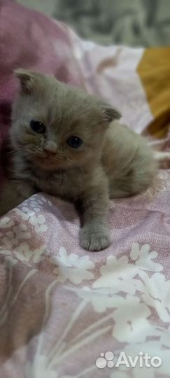 Шотландская