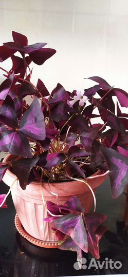 Оксалис (Кислица)