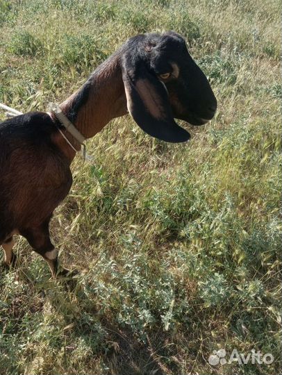 Англо нубийские козы