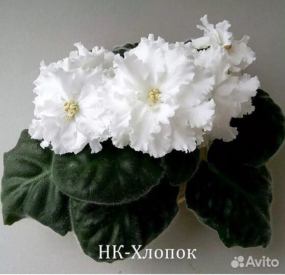 Сортовые фиалки
