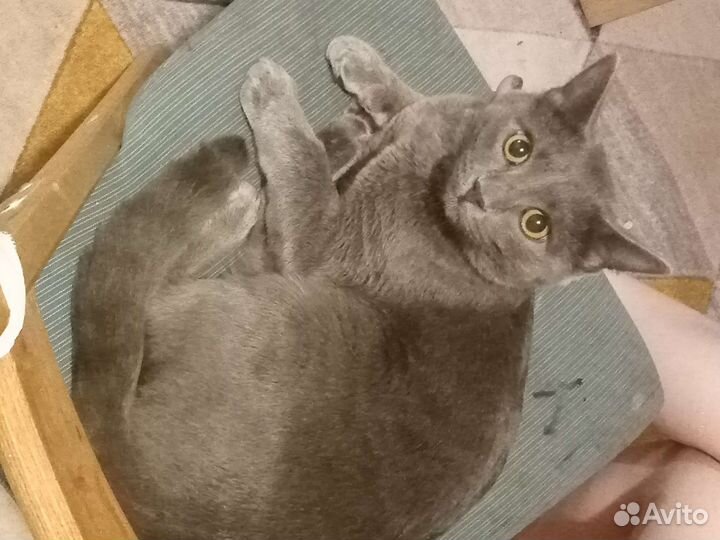 Британские кот