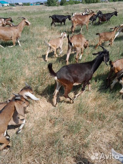 Молочные продукты. Козочки и козлик