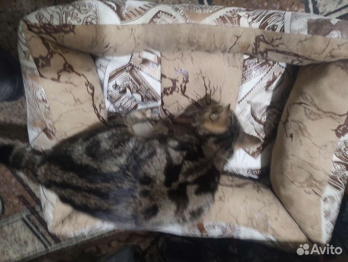 Пуфик для кошки для собачки