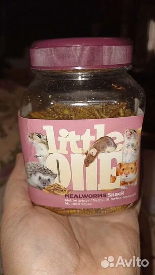 Мучной червь Little One