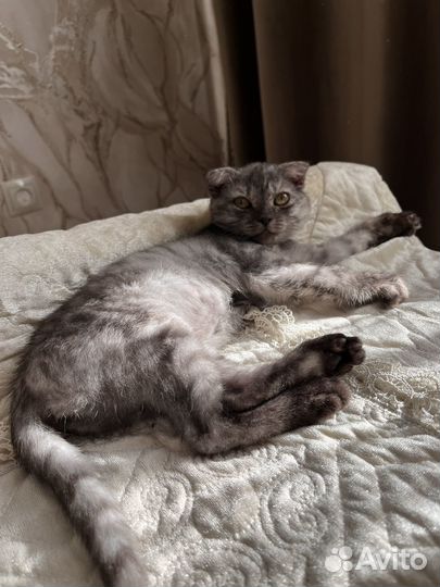 Девочка вислоушка