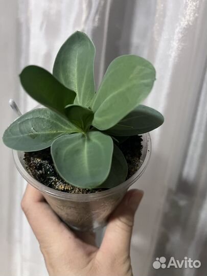 Эустома рассада