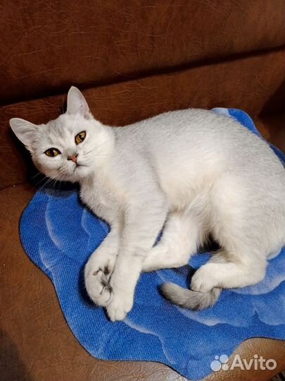 Кошка в дар