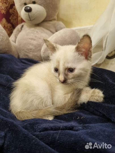 Кошка