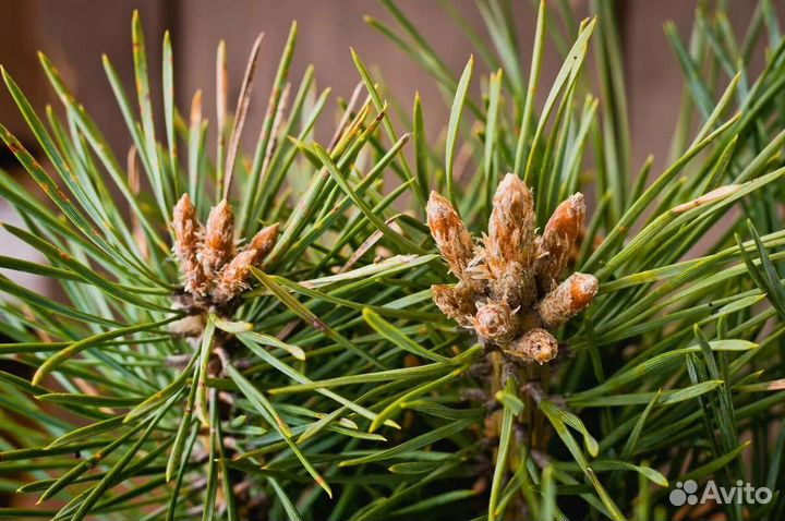 Элексир для сердца