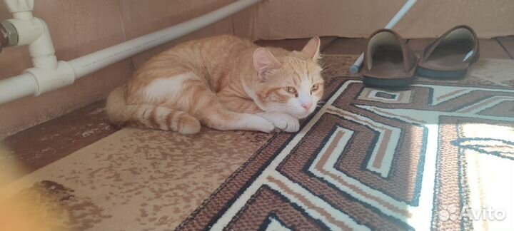 Рыжий кот