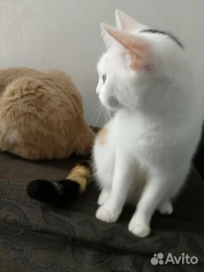 Шотландский котик