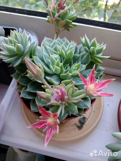 Суккуленты