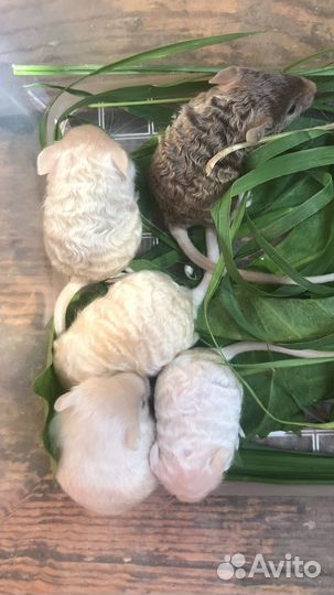 Декоративные мышки