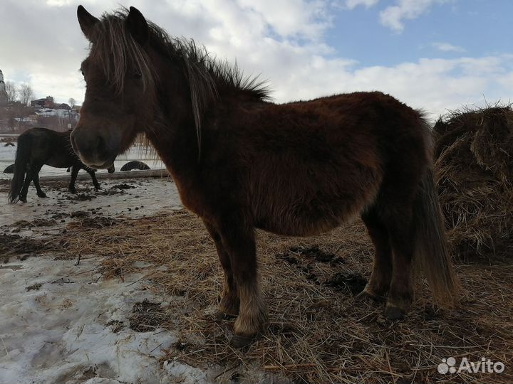 Пони, жеребчик