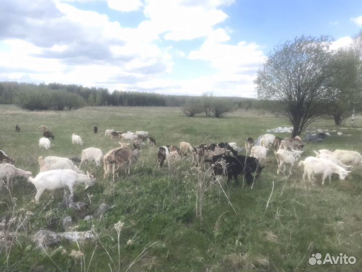 Козочки, козы