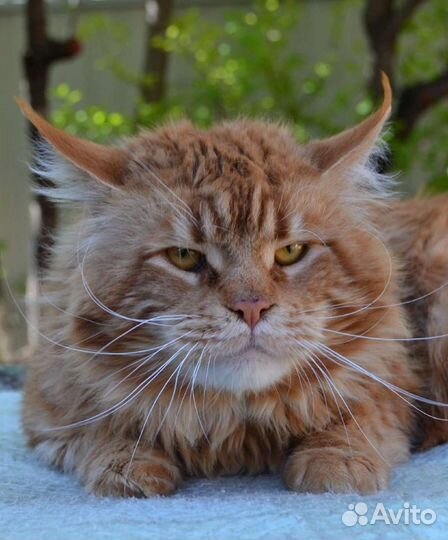 Мейн-кун Вязка и Котятки