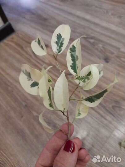 Фикус Де Гантель