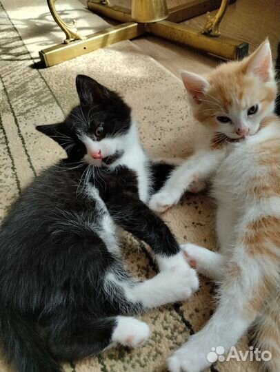 Котята в добрые руки бесплатно