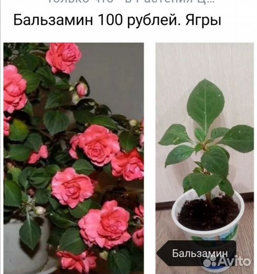 Бальзамин(Ванька мокрый)
