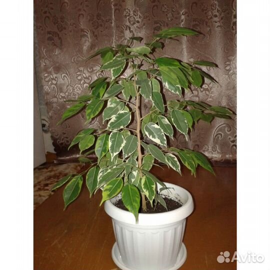 Комнатные растения