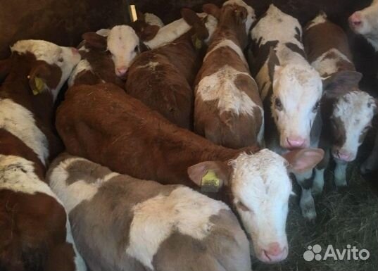 Телята бычки на выбор с доставкой до двора