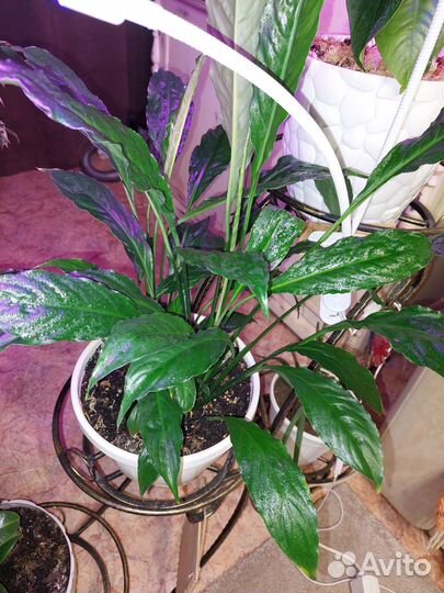 Спатифиллум