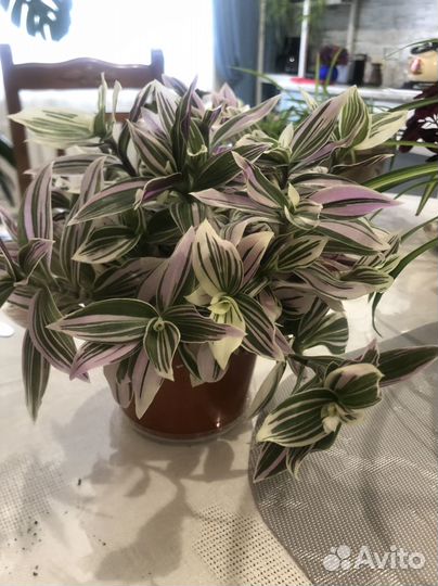 Комнатные цветы