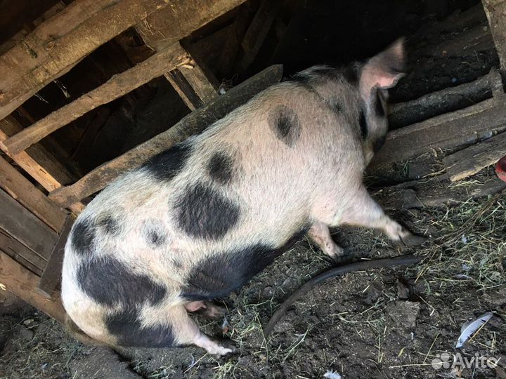 Свиноматки