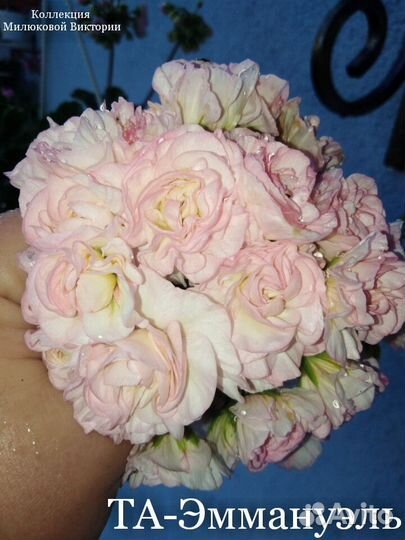 Пеларгония герань