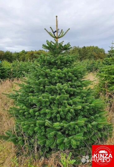 Пихта для сада