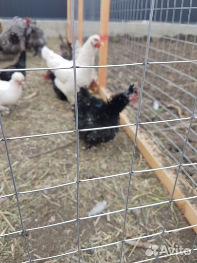 Куры карликовый кохинхин