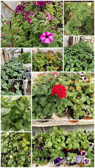 Продажа рассады