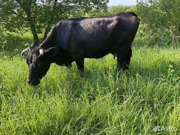 Корова дойная