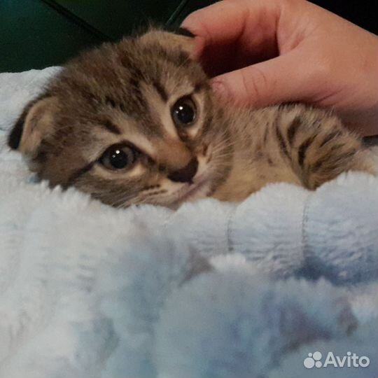 Вислоухие котята