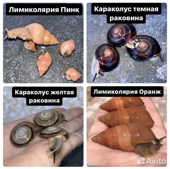 Улитки Ахатины, Архахатины (кальций, мох)